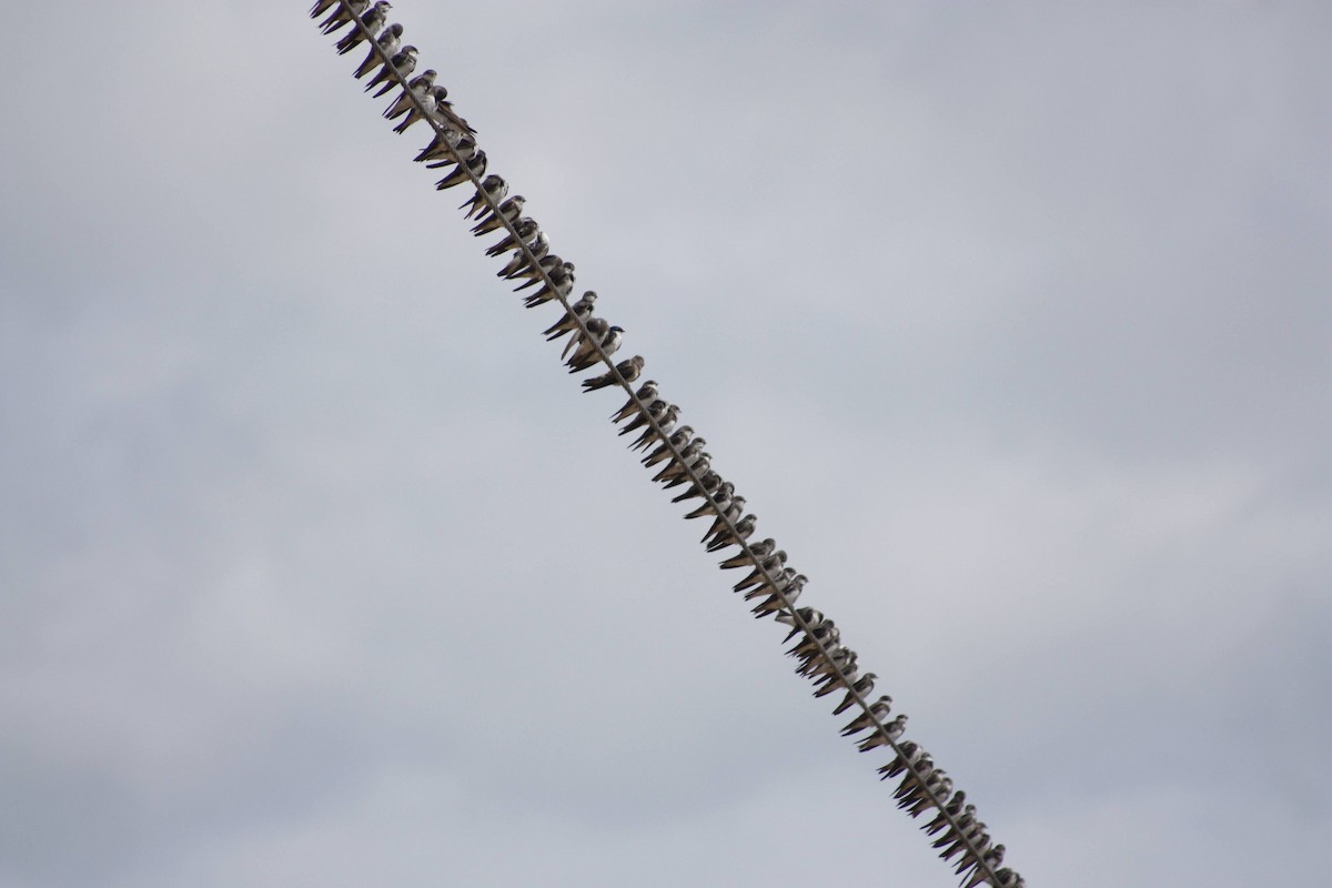 Bank Swallow - Aubrey Williams