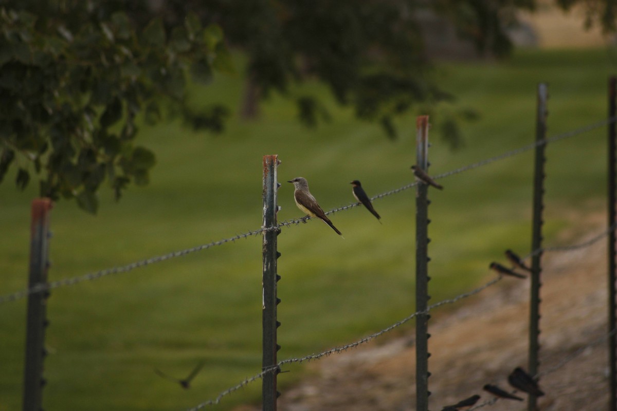 Barn Swallow - ML622643536