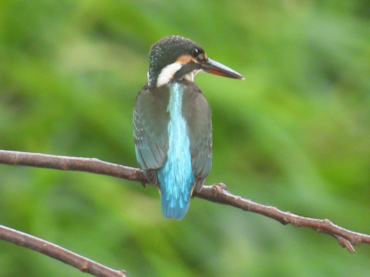 Martin-pêcheur d'Europe - ML622643548