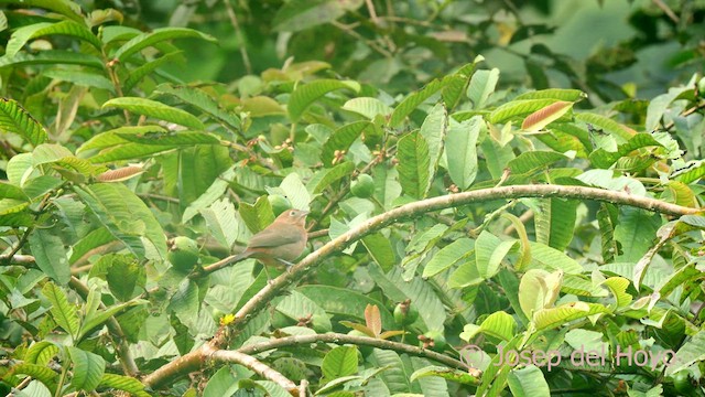 Red-crested Finch - ML622643579