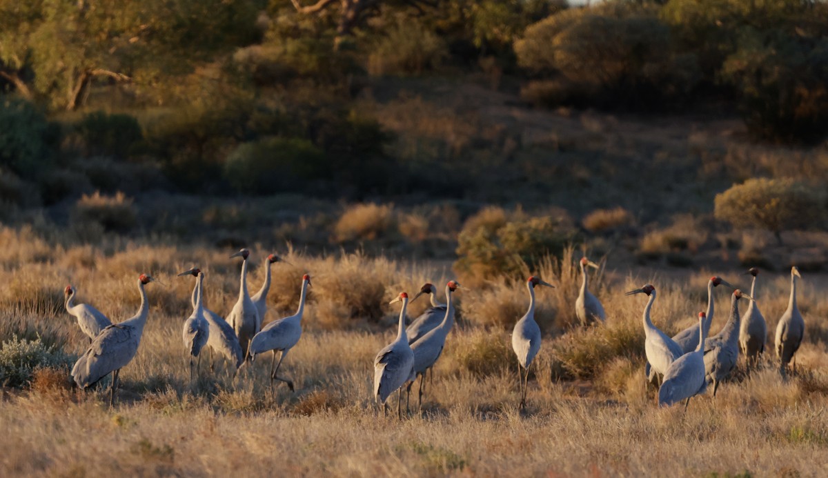 Brolga - ML622643596