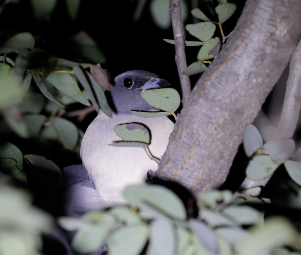 White-breasted Woodswallow - ML622643631