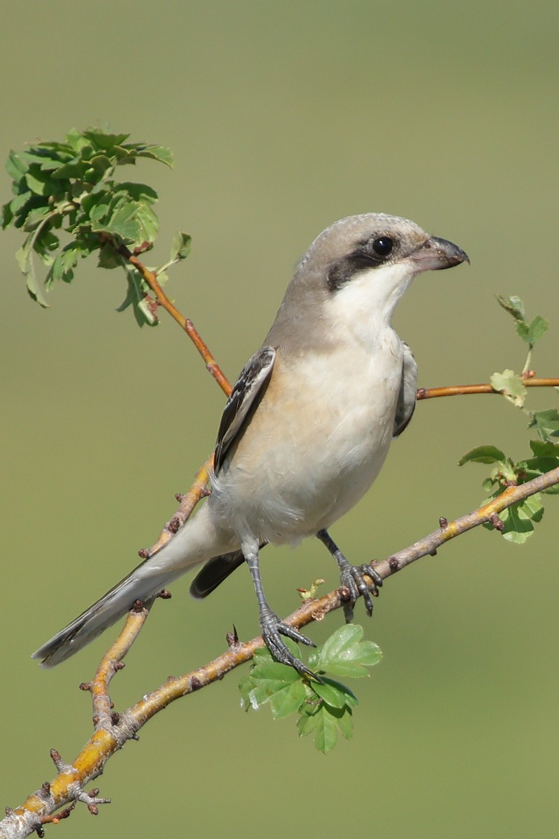 Lesser Gray Shrike - ML622643668