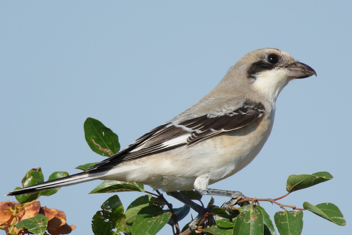 Lesser Gray Shrike - ML622643669