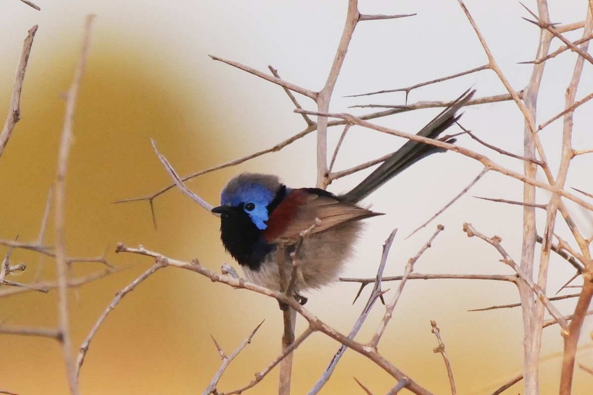 Purple-backed Fairywren - ML622643888