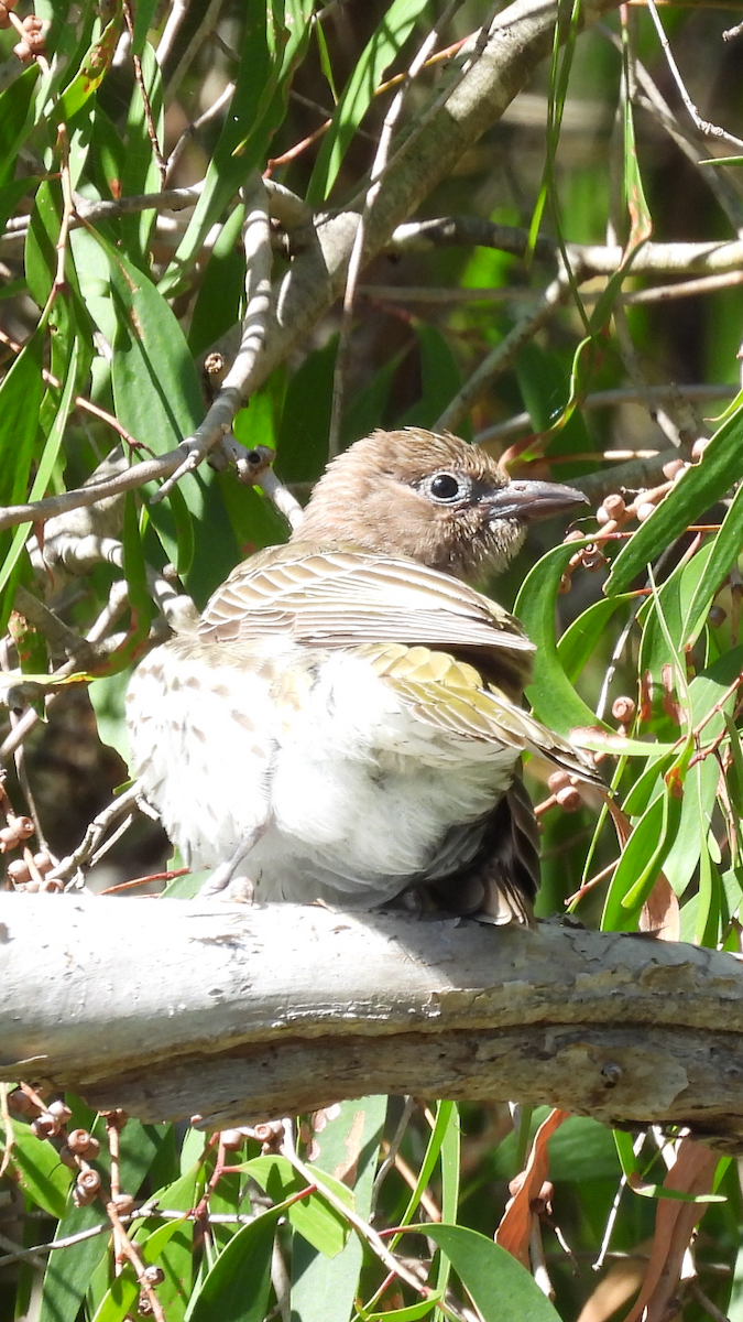 Australasian Figbird - ML622643893