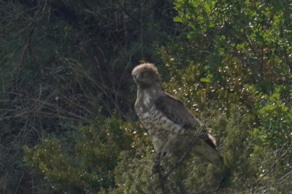 Short-toed Snake-Eagle - ML622643897