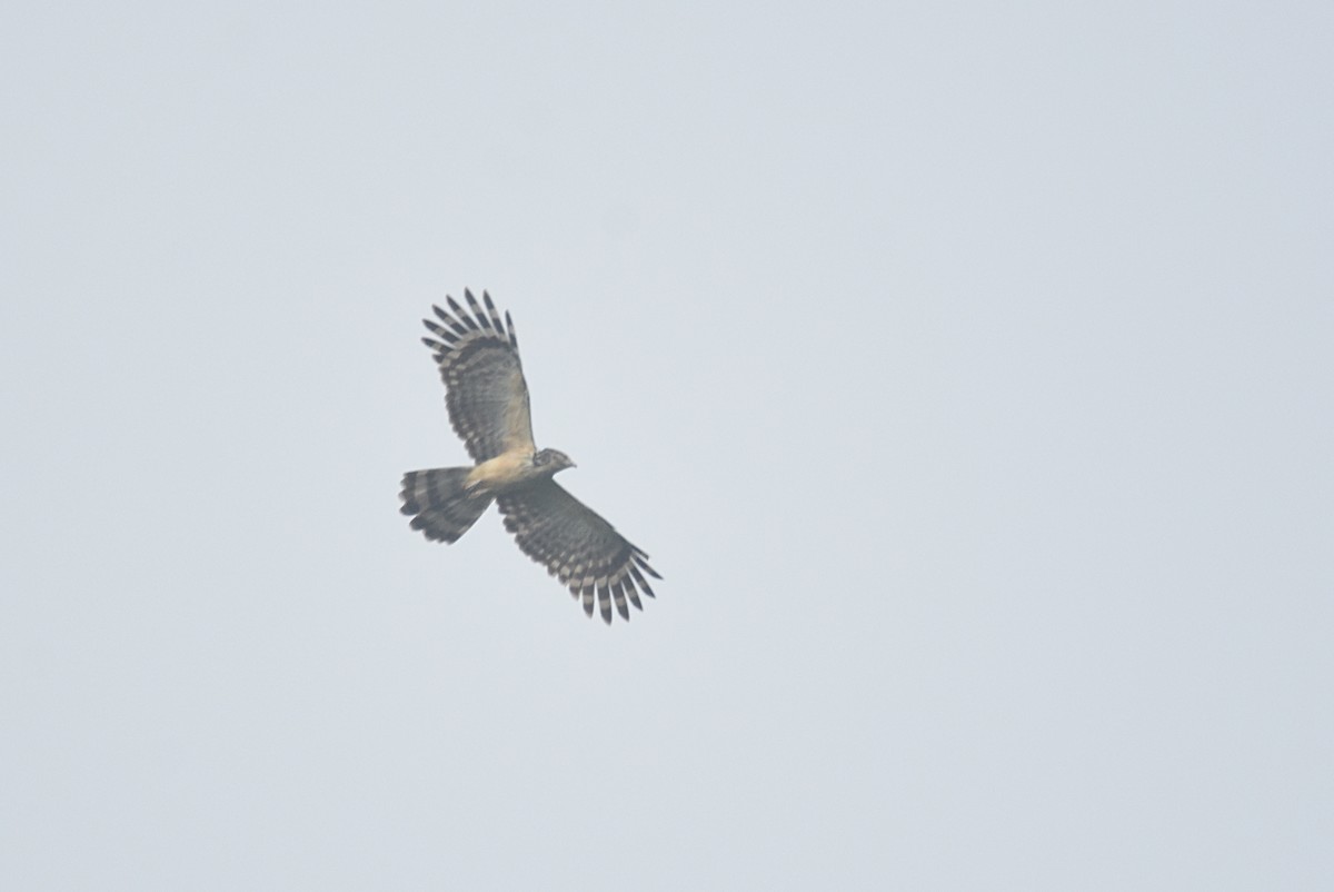 Long-tailed Honey-buzzard - ML622643905