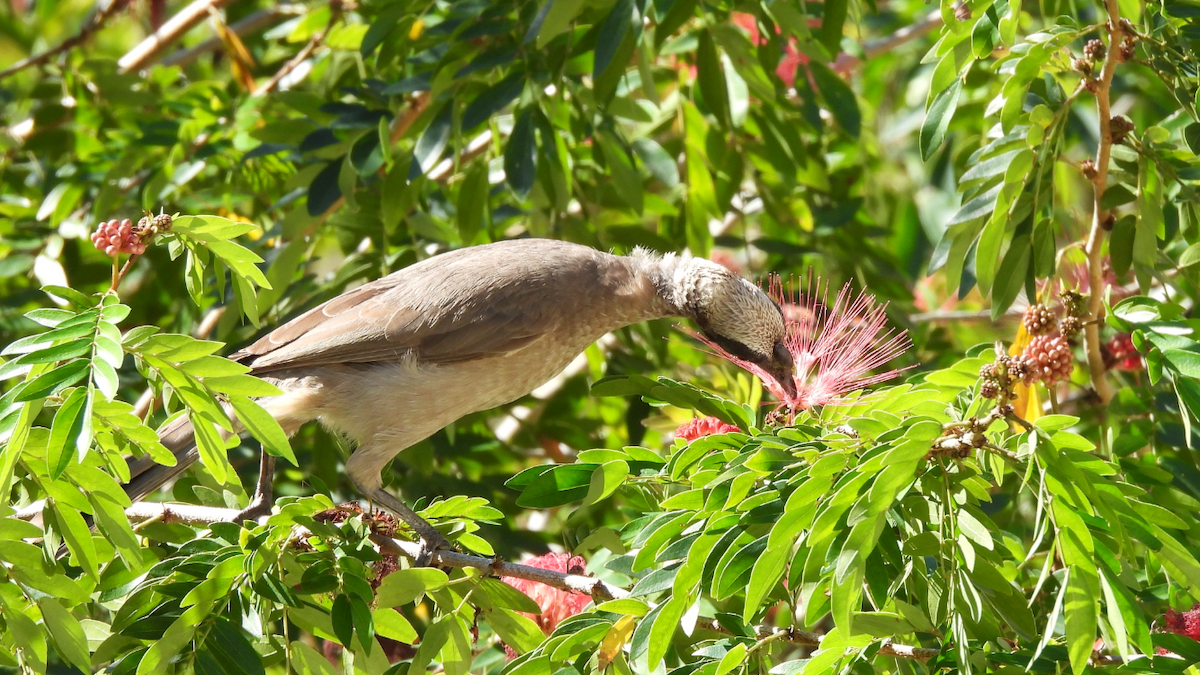 Helmeted Friarbird - ML622643913