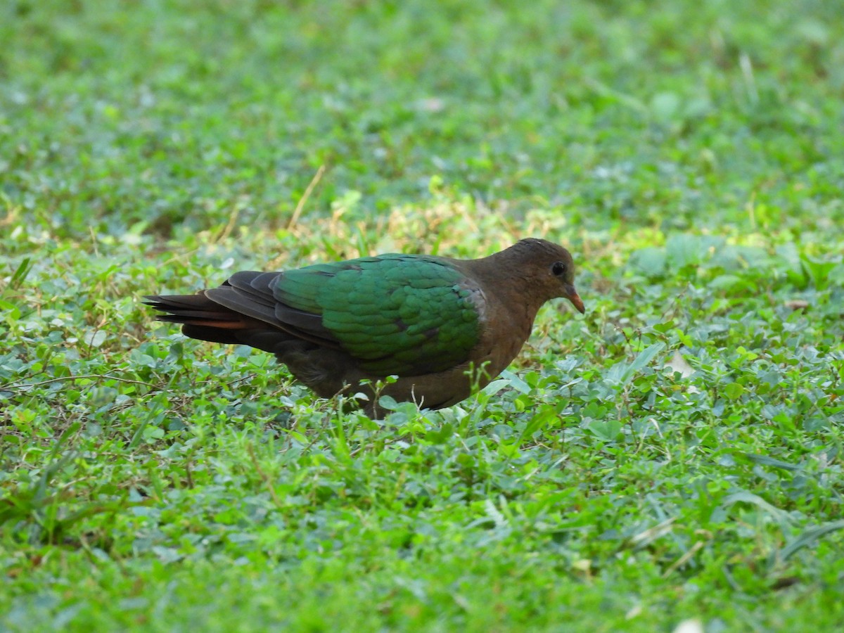 Pacific Emerald Dove - ML622644037