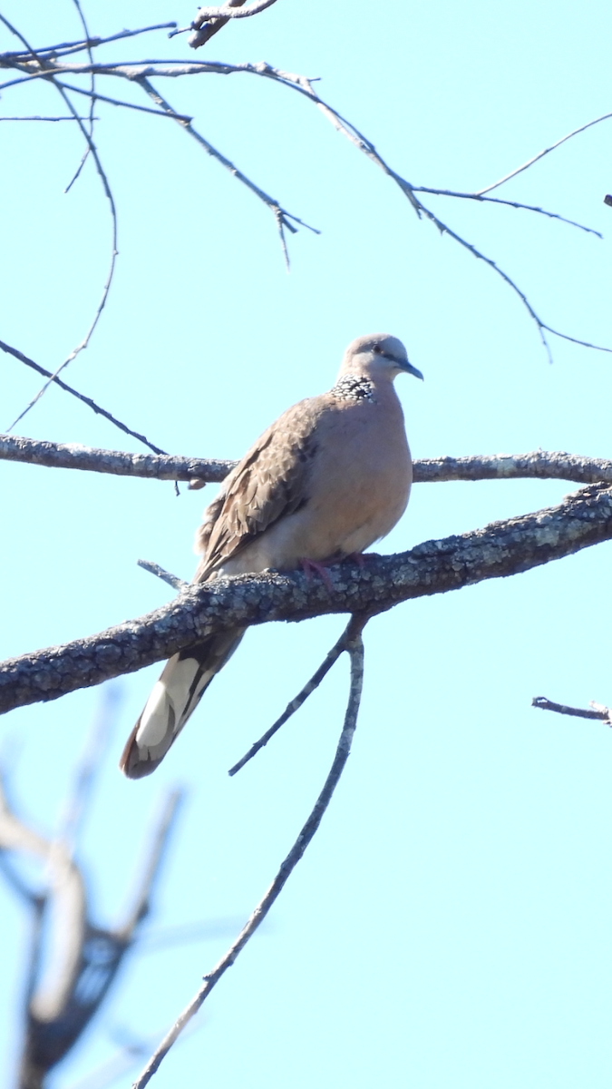 Spotted Dove - ML622644047