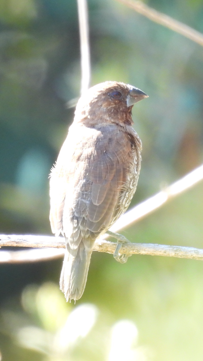 Scaly-breasted Munia - ML622644063