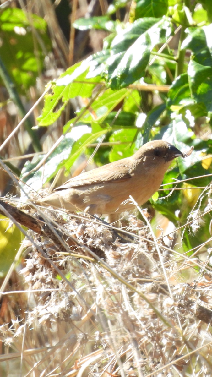 Scaly-breasted Munia - ML622644064
