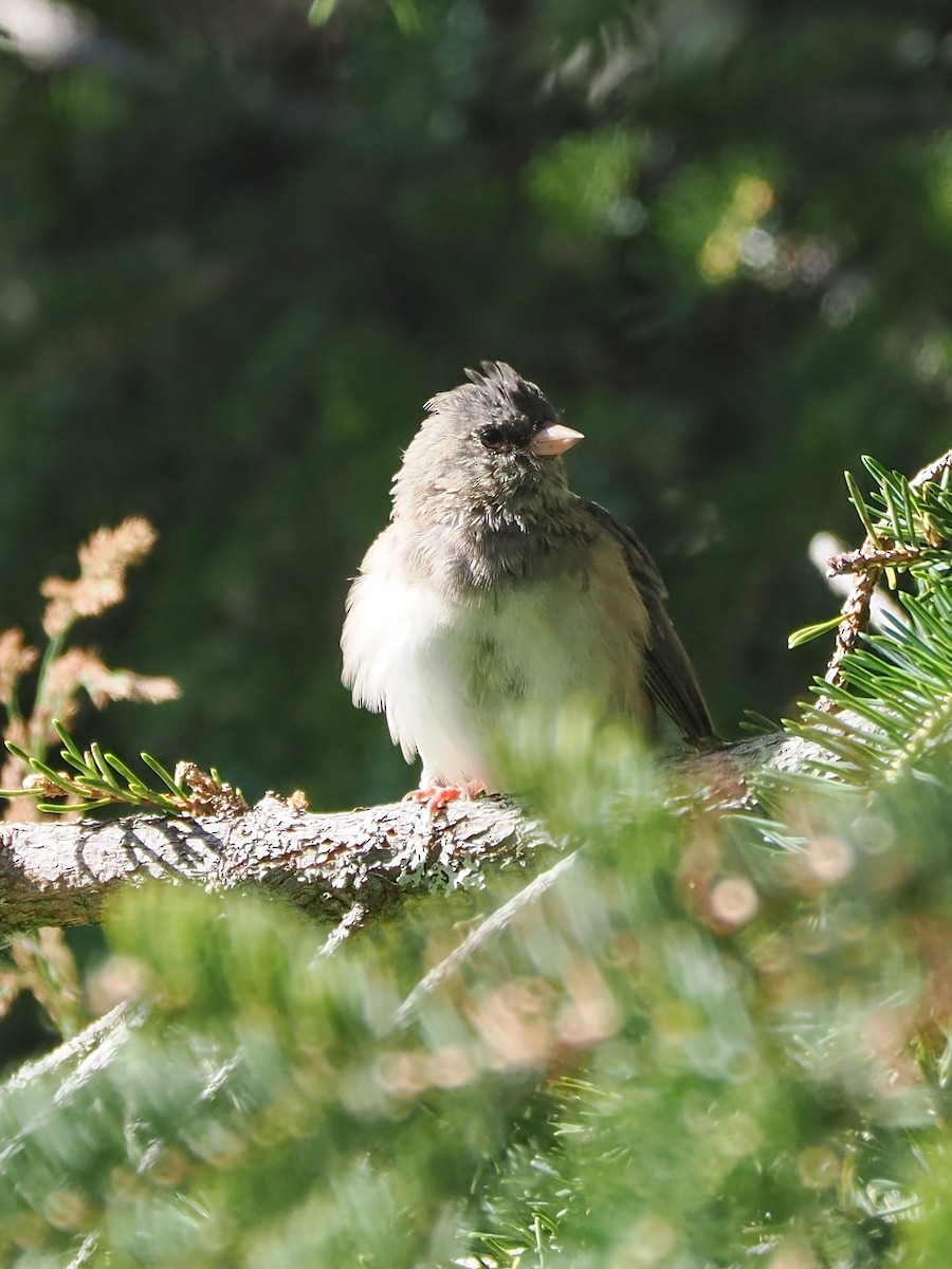 Junco Ojioscuro - ML622644071