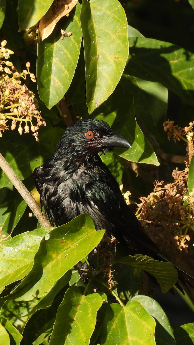 Spangled Drongo - ML622644079