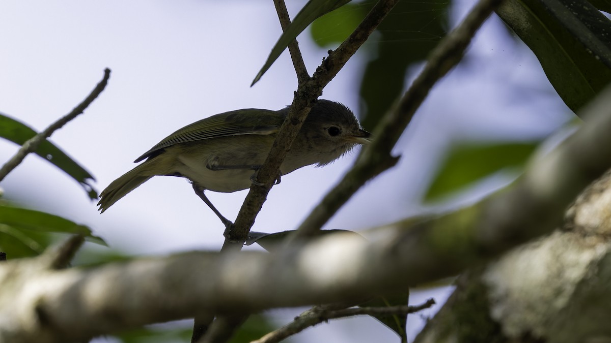 メジロヒメモズモドキ（decurtata／darienensis） - ML622644102