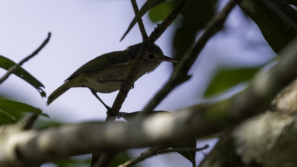 メジロヒメモズモドキ（decurtata／darienensis） - ML622644103