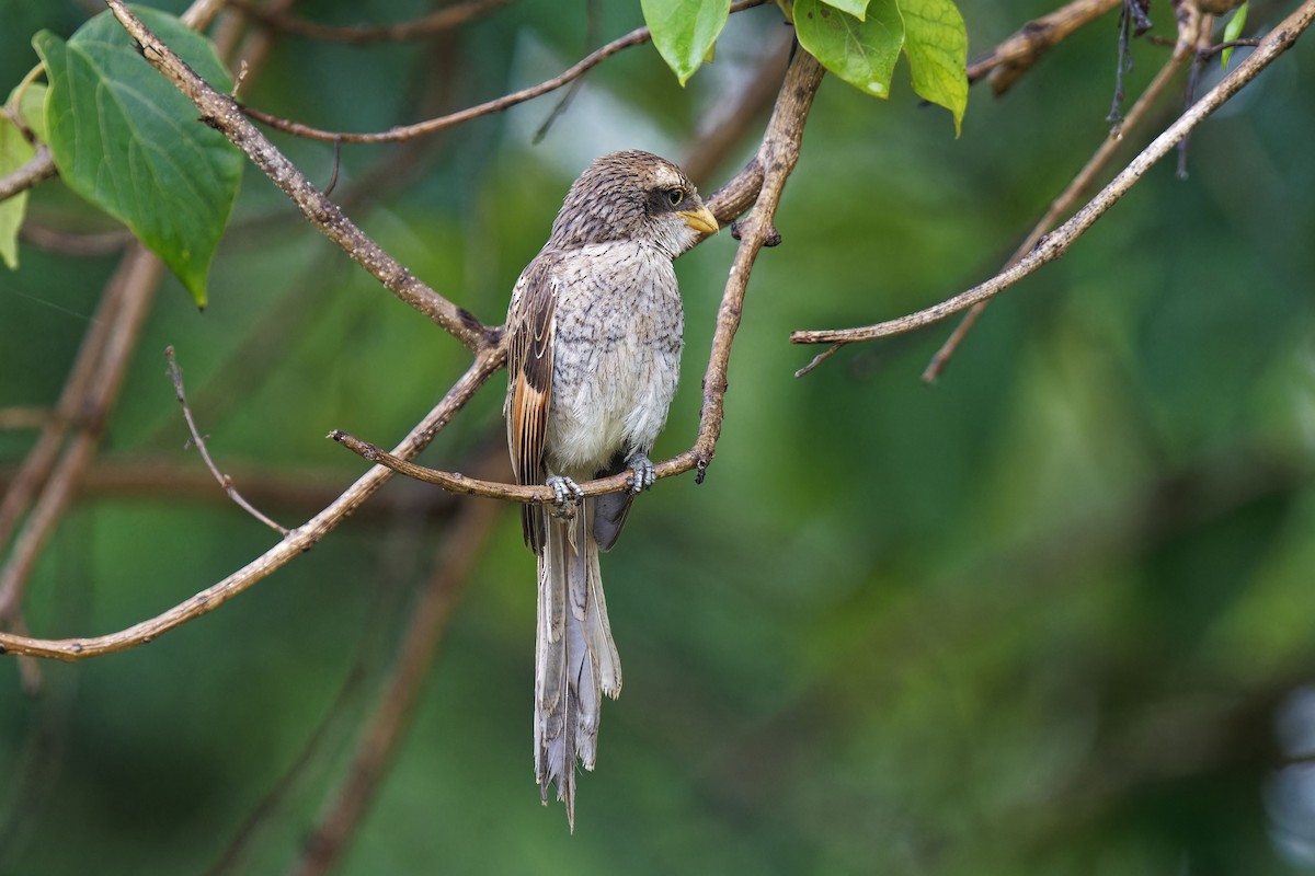 Yellow-billed Shrike - ML622644146