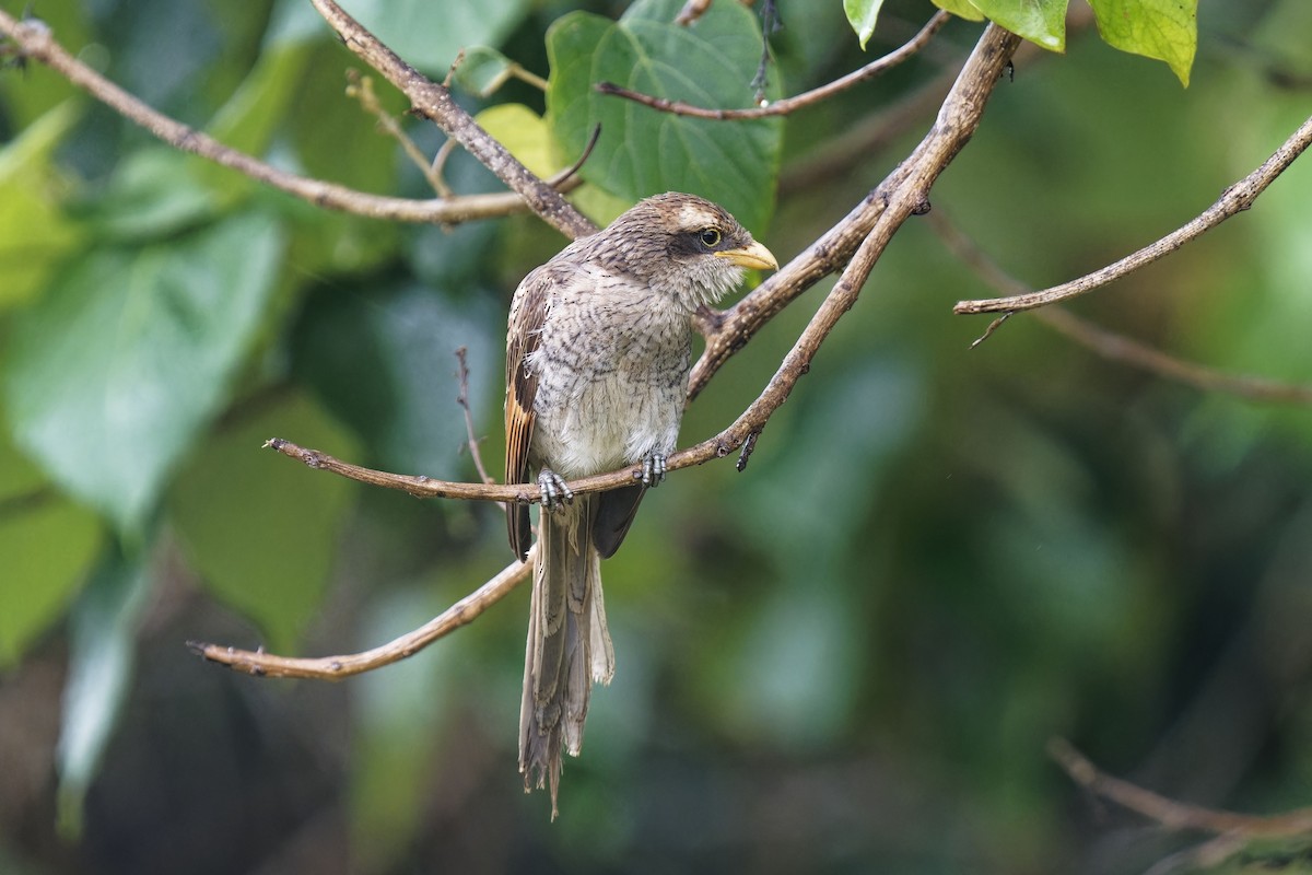 Yellow-billed Shrike - ML622644147