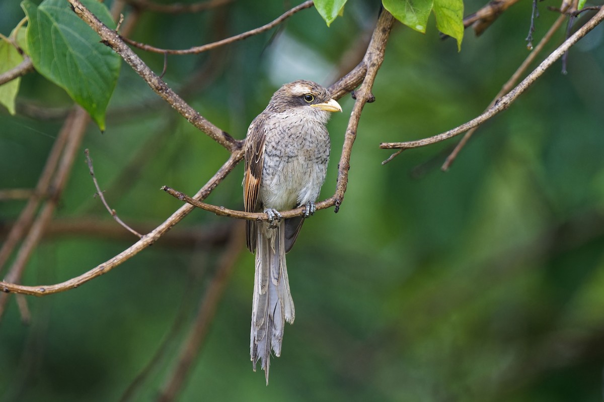 Yellow-billed Shrike - ML622644148