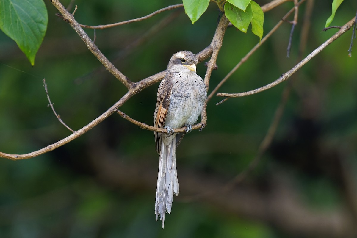 Yellow-billed Shrike - ML622644152