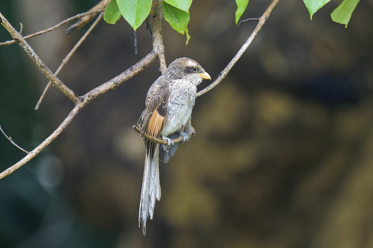 Yellow-billed Shrike - ML622644153