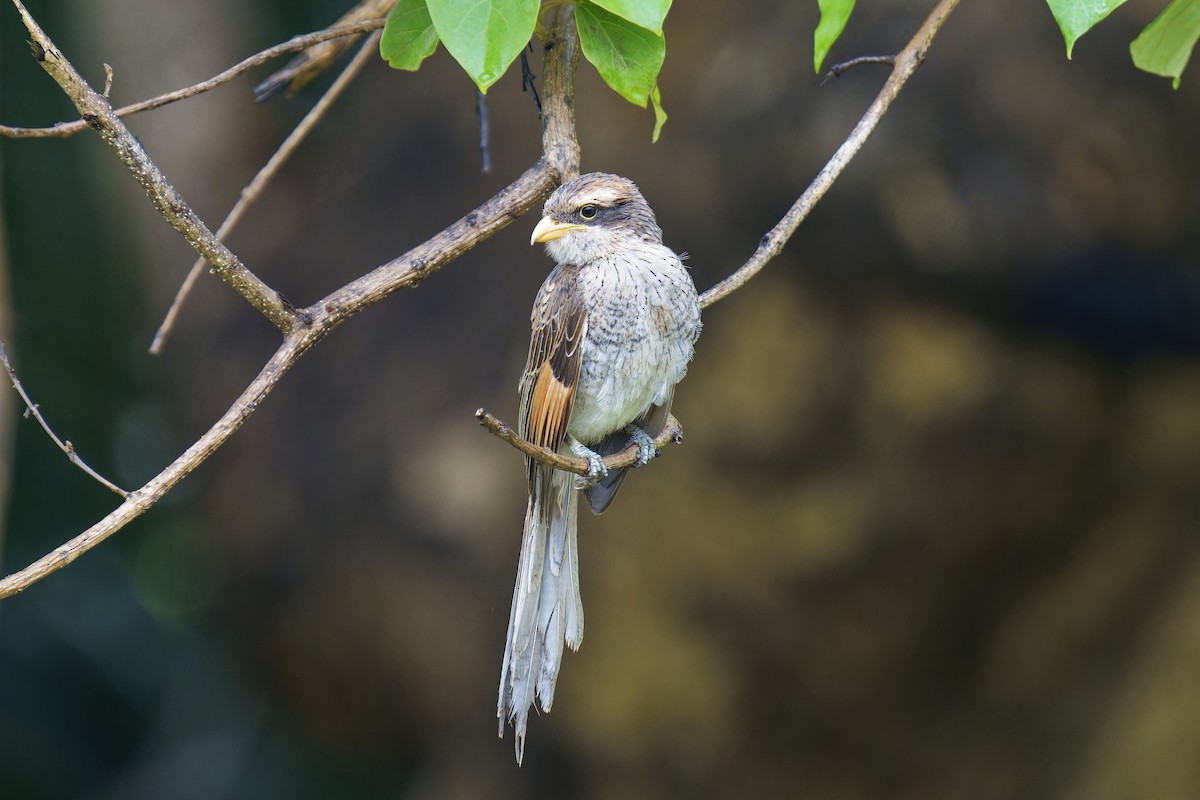 Yellow-billed Shrike - ML622644154