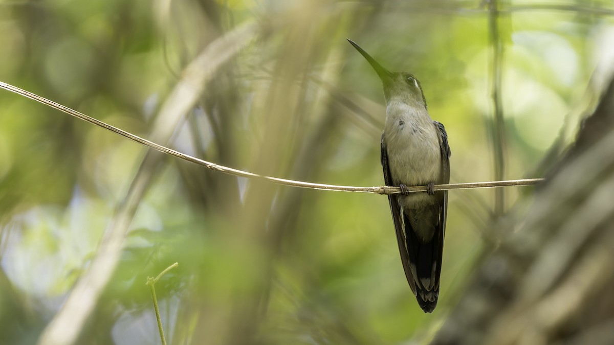 Wedge-tailed Sabrewing (Wedge-tailed) - Robert Tizard