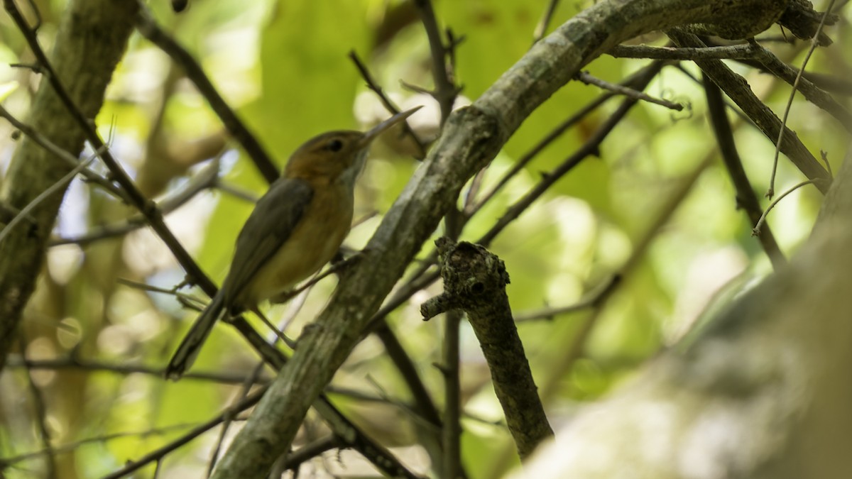 Soterillo Picudo (grupo rufiventris) - ML622644192