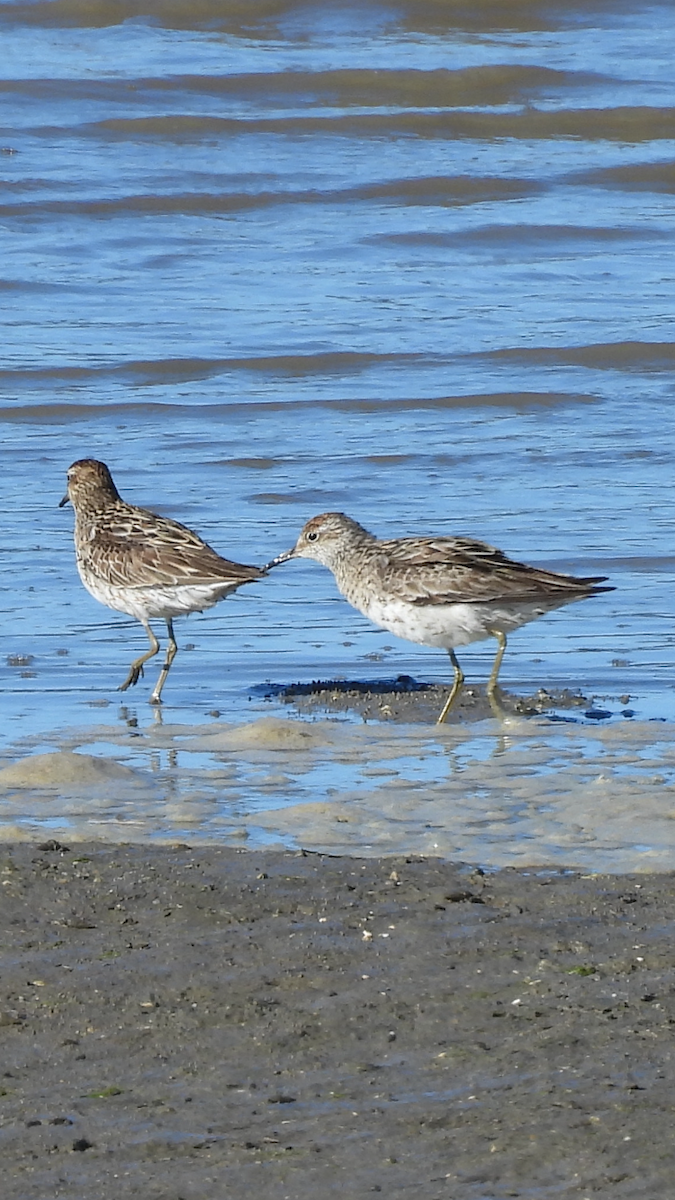 Sharp-tailed Sandpiper - Christine Rand