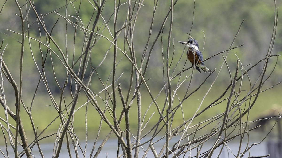 Ringed Kingfisher (Northern) - ML622644243