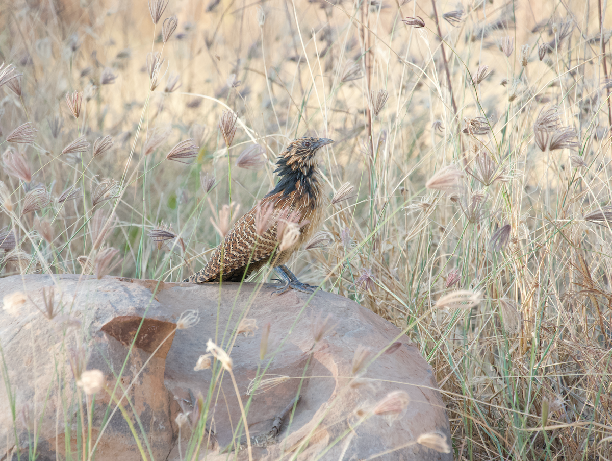 Pheasant Coucal - ML622644244