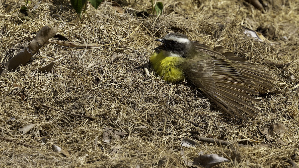 Social Flycatcher (Vermilion-crowned) - Robert Tizard