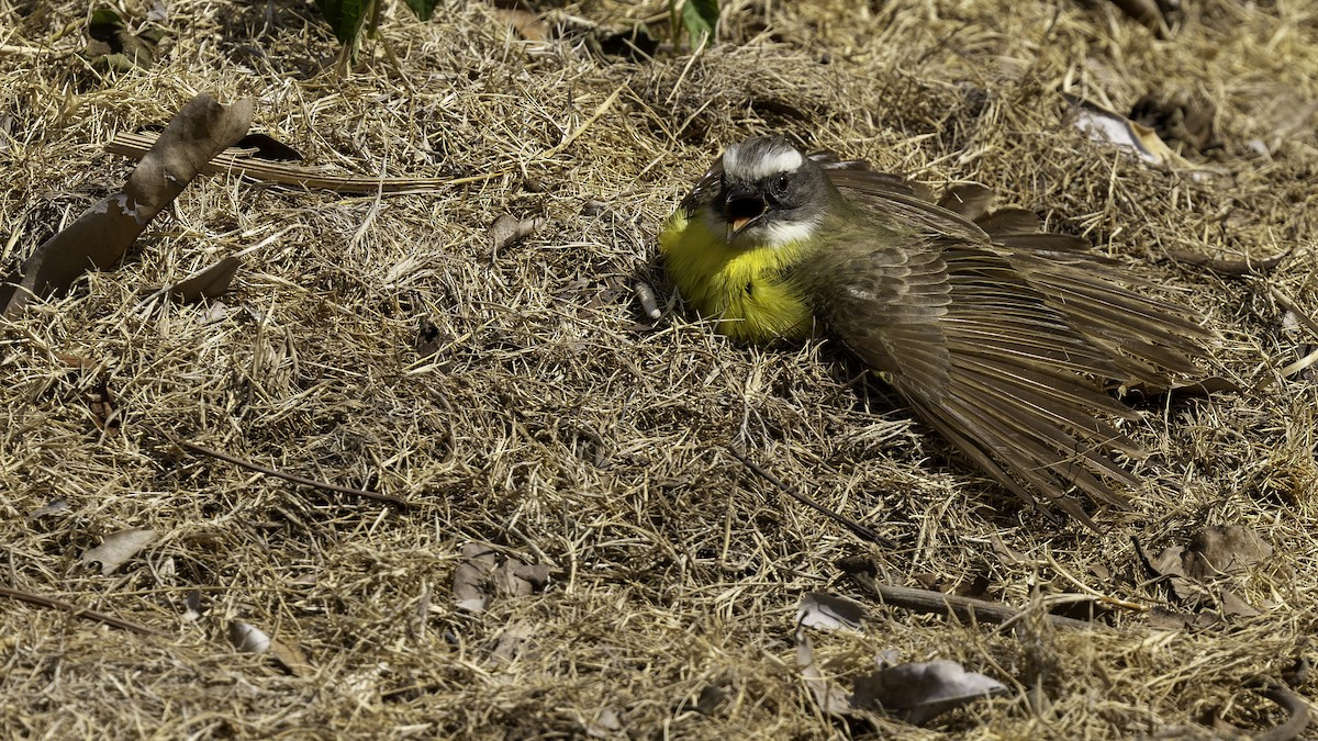 Social Flycatcher (Vermilion-crowned) - Robert Tizard