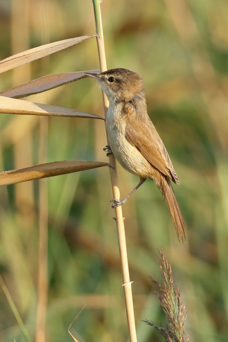 Acrocephalus sp. - ML622644273