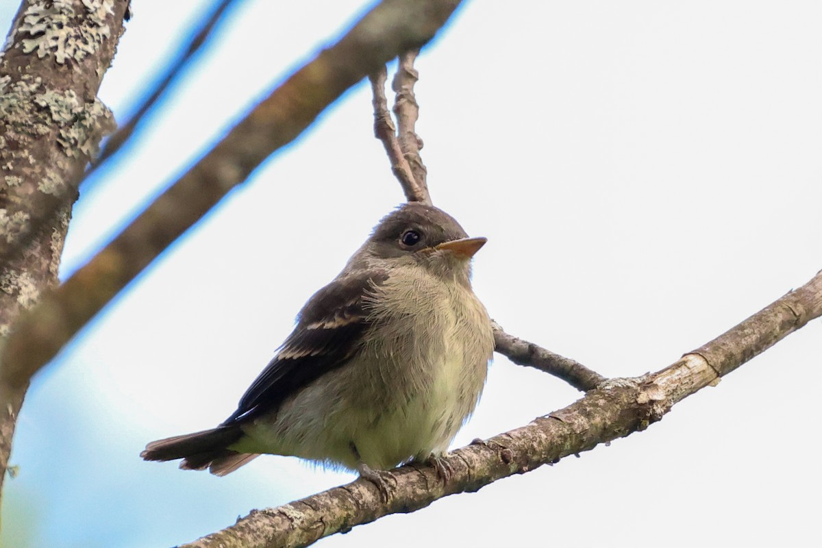 Eastern Wood-Pewee - ML622644356