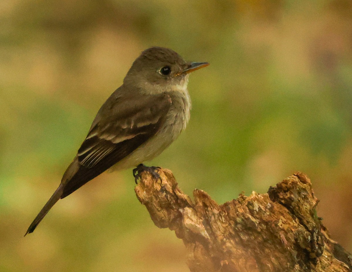 Eastern Phoebe - ML622644372