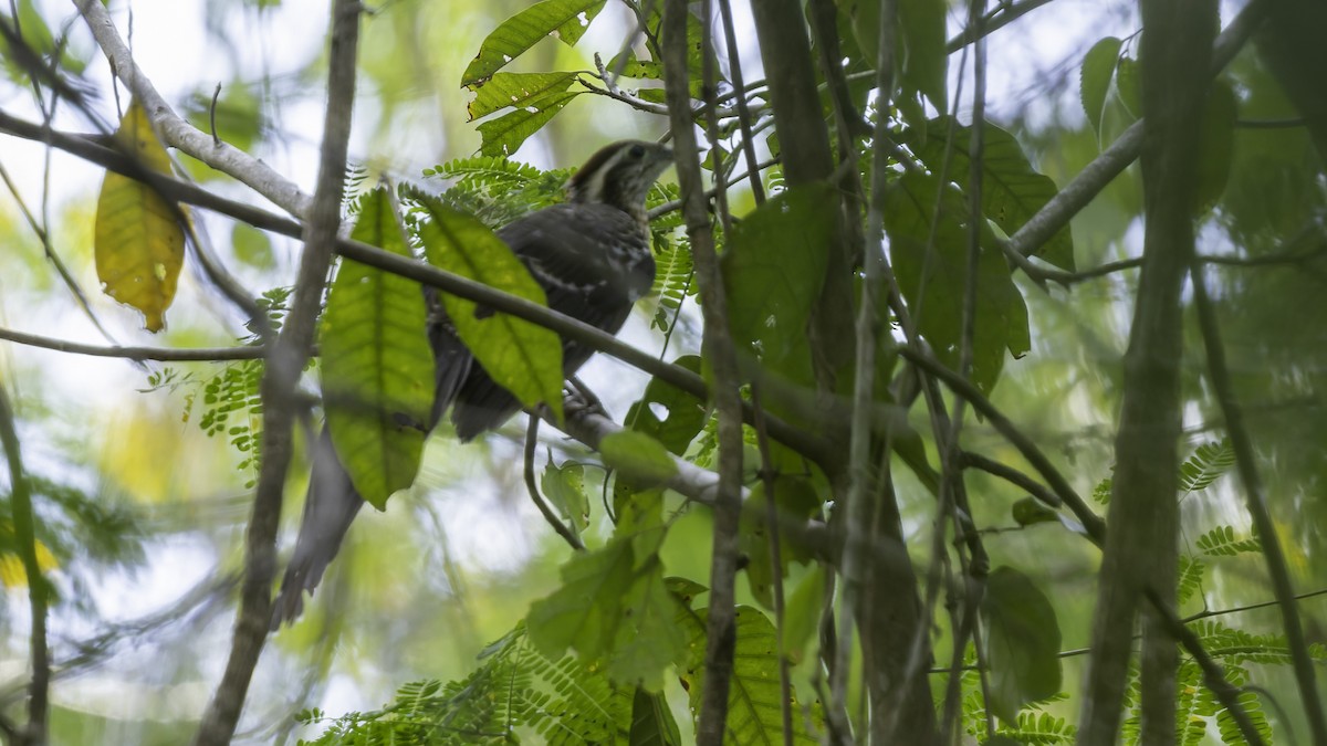 Pheasant Cuckoo - ML622644374