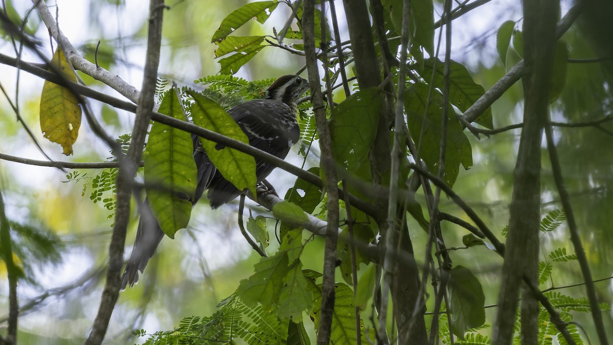 Pheasant Cuckoo - ML622644377