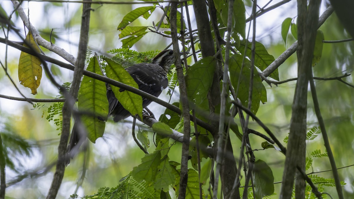 Pheasant Cuckoo - Robert Tizard