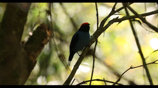 Swallow-tailed Manakin - ML622644434