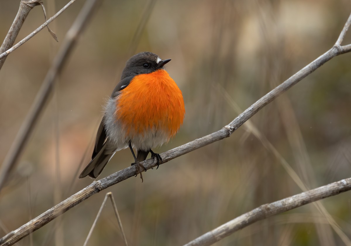 Flame Robin - ML622644547