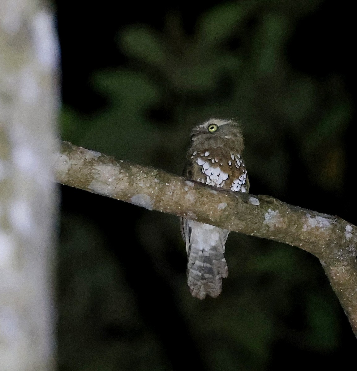 Bornean Frogmouth - ML622644578