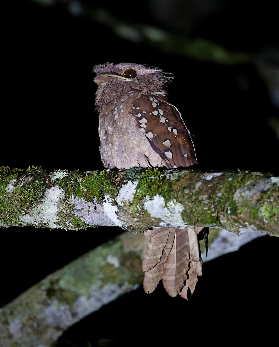 Dulit Frogmouth - ML622644654