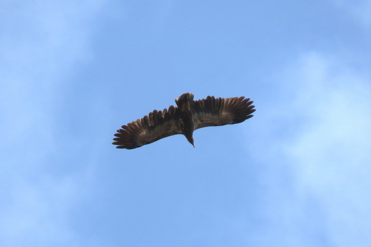 Palm-nut Vulture - ML622644664