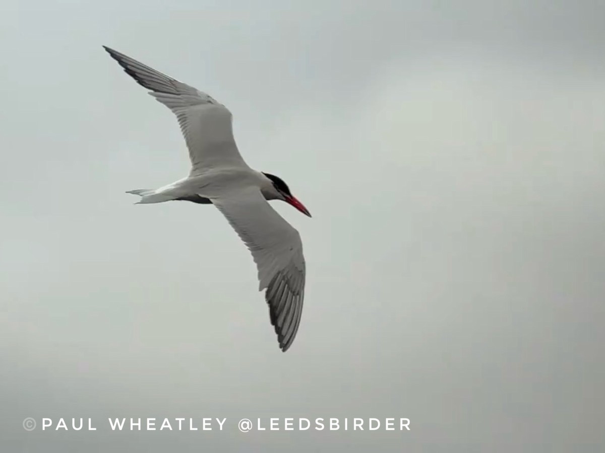 Caspian Tern - John Hague