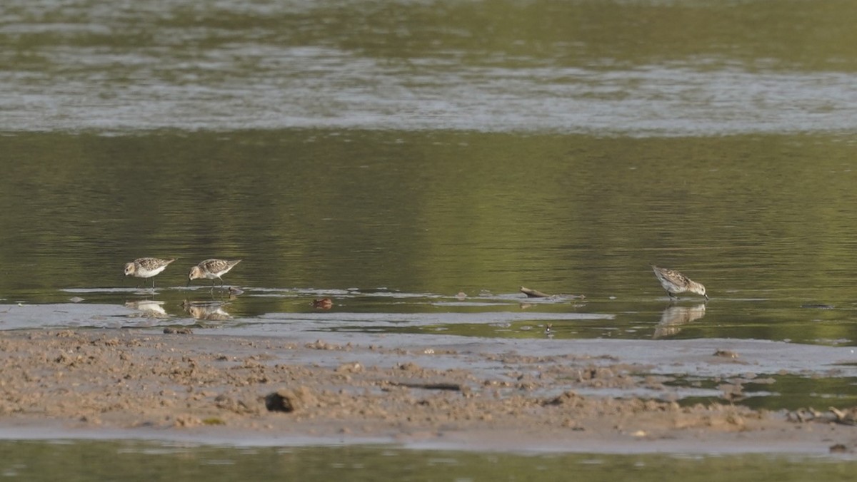 Little Stint - ML622644801