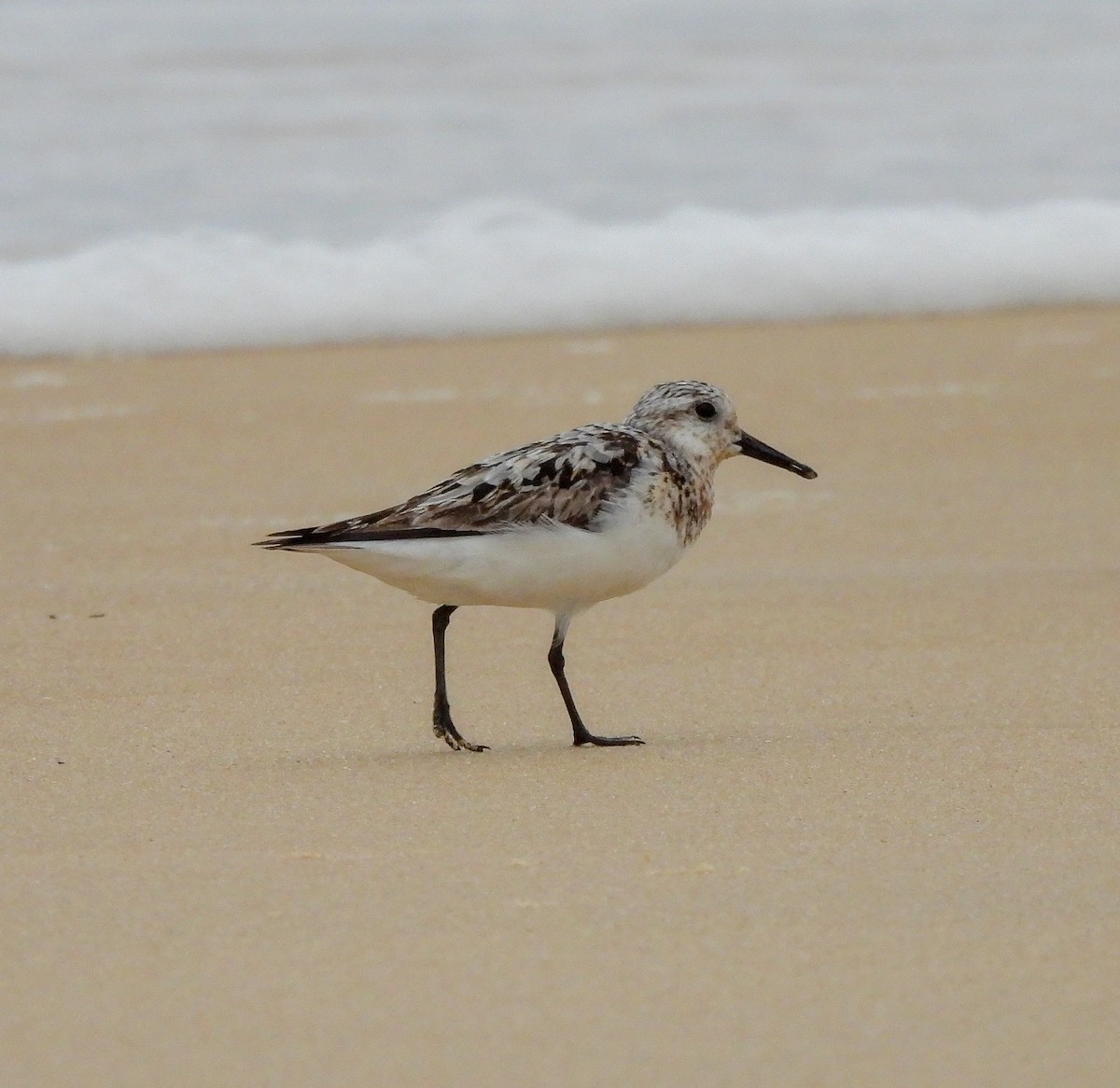 Bécasseau sanderling - ML622644802