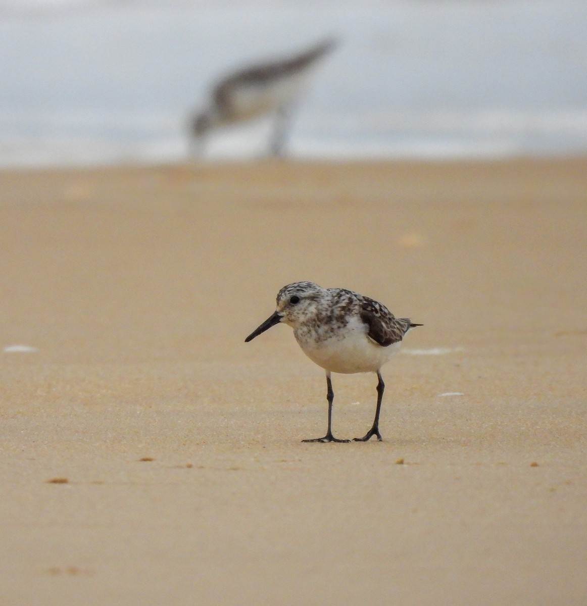 Bécasseau sanderling - ML622644808