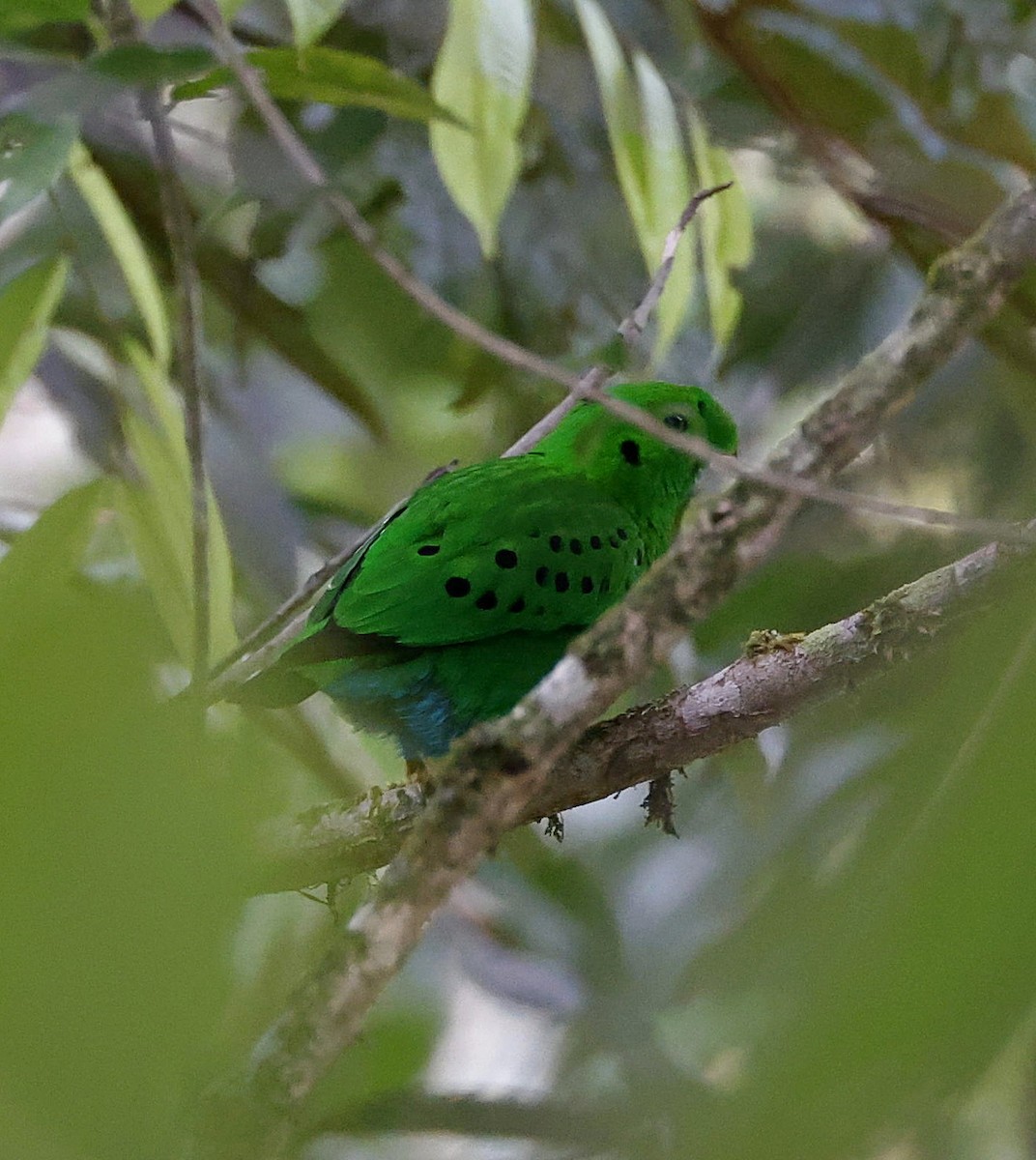 Hose's Broadbill - ML622644813
